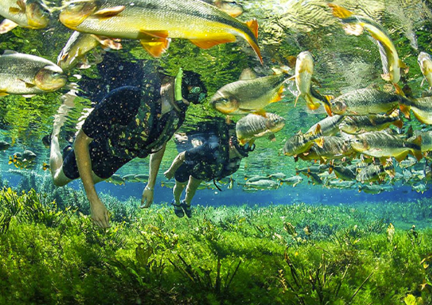 Bonito